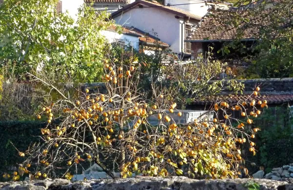 Zavetje hiš na Krasu kakije varuje pred pomladanskimi in 
jesenskimi pozebami. Celo v Sežani, kjer brije z Nanosa ostra 
burja.