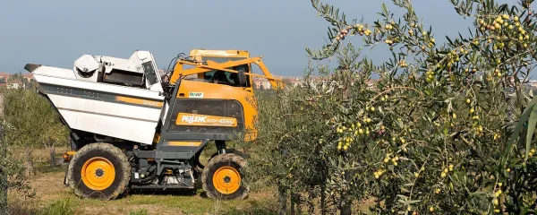 Vinakoprov stroj je v pol ure nabral 400 kilogramov oljk