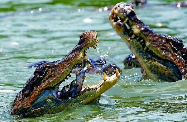 Fotografija je simbolična.