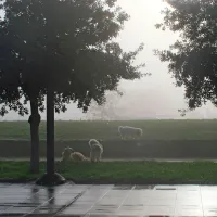 Fotogenična megla