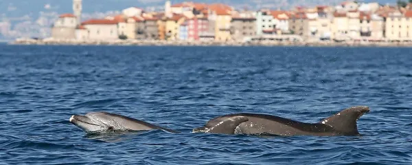  Velika pliskavka je edini stalni prebivalec slovenskega morja med kiti.