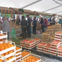 V jeseni, ko se Strunjan obarva v oranžno, je čas za praznik 
kakijev.