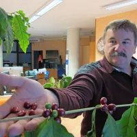 Ko se obarvajo temno rdeče, so plodovi kavovca nared za 
obiranje.