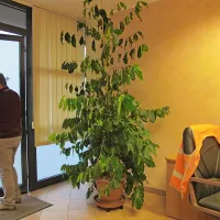 Mala okrasna rastlina se je v sedmih letih razbohotila v 
dvometraša.