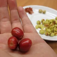 Kavovcu je Eciov čopič dobro del