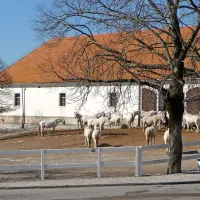 V Lipici bosta  na pomlad  pod eno streho konjereja in 
upravljanje hotelov.