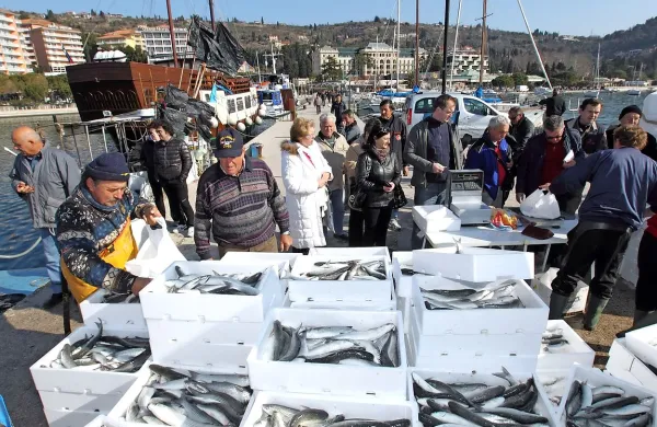 Na portoroškem pomolu je vedno živahno, ko ribiči  prodajajo sveže ciplje. Kako (če sploh) bo 
skupina 20 ribičev  lahko tam prodajala ulov   po uvedbi davčnih blagajn, še ni jasno.   