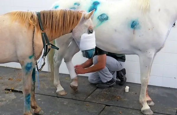 Veterinarji so kamarškima kobilama oskrbelii več kot 50 ran.
