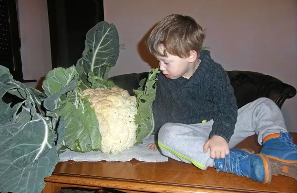 7,6-kilograma cvetače - v enem kosu!