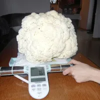 7,6-kilograma cvetače - v enem kosu!