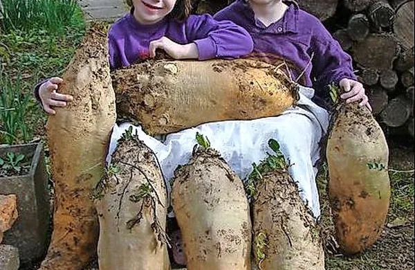 Pesa velikanka