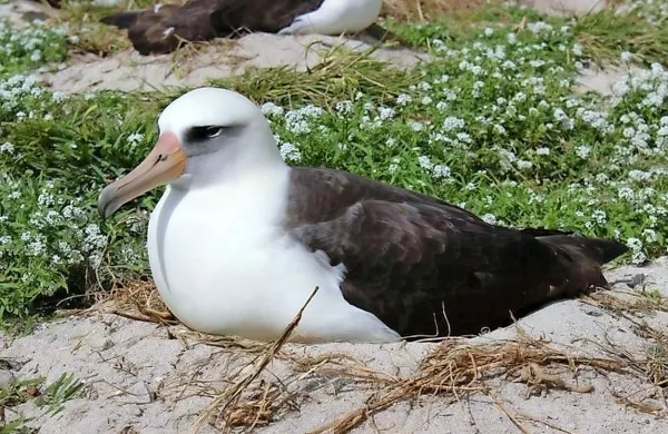 Samica albatrosa Wisdom