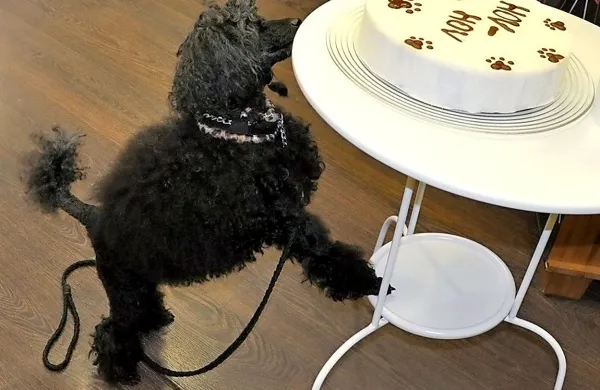 Pasje torte v slaščičarni Hov-Hov.