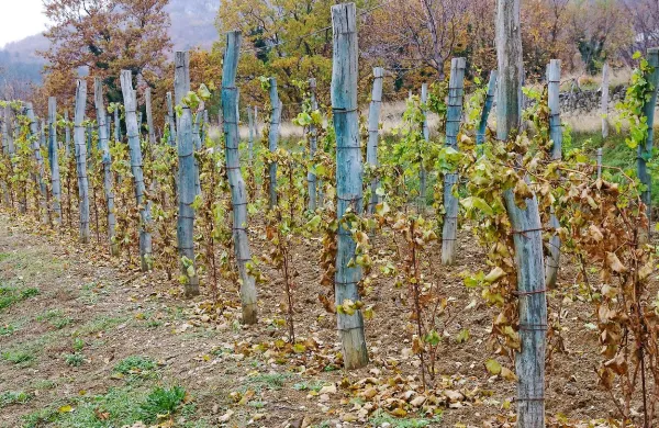 Pretoplo vreme jeseni in pozimi negativno vpliva na trto, 
grmovnice, sadno drevje ter ozimna žita. 
