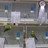 Na ogled 1100 malih pisanih &ldquo;pevk&rdquo;