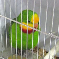 Na ogled 1100 malih pisanih &ldquo;pevk&rdquo;