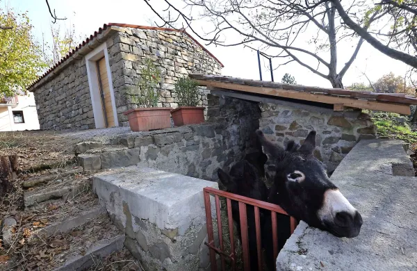 Istrsko kažeto so odprli  12. novembra. V njej naj bi zaživela 
turistično-informacijska točka,  kjer bi opozarjali  na  posebnosti  podeželja ter  pripravljali   delavnice, seminarje in  
degustacije. Ključe so zaupali  Kodarinovim.