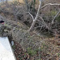 Žica  ob reki Dragonji in pri Rakitovcu