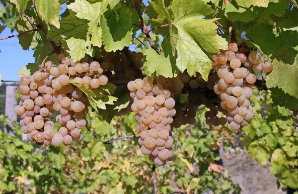 “Na našem območju smo v prepoznavnost rebule veliko 
vložili, saj marsikdo pred desetimi leti tega vina sploh ni 
poznal, danes pa je pravi prepoznavni znak naše dežele. 
Vsekakor je rebula premalo zaščitena,” je za Primorski 
dnevnik povedal  Silvan Primosig iz podjetja Primosic z 
Oslavja.