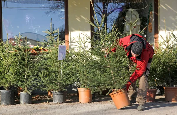 Drevesca morajo biti ustrezno označena z oranžno nalepko.