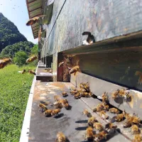  Od čebel je odvisna vsaka tretja žlica hrane. Da bi se tega vsi 
zavedali, si slovenski čebelarji prizadevajo za razglasitev 20. 
maja za svetovni dan čebel. 