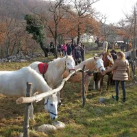 V Zanigradu blagoslovili konje, pse in kolesarje