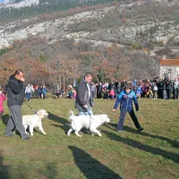 V Zanigradu blagoslovili konje, pse in kolesarje