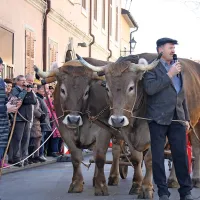 Tradicionalno 16. žegnanje konj na Sv. &Scaron;tefana v Vipavi (foto)