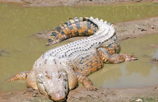 Na severu Avstralije so v poplavah morski krokodili prišli v 
mesto in napadli pse.