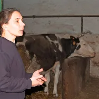 Dan Sidonje Radetič se začne z delom v hlevu.