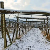 

V osrednjem delu Krasa povprečje letne najvišje snežne 
odeje redko preseže deset centimetrov. Največ snega so 
izmerili konec leta 2005, in sicer 45 centimetrov.