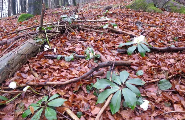 Od snega do razcveta v nekaj urah