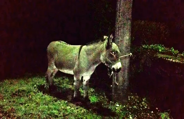 Za osla in voznike skozi Bovec se je avantura srečno končala.