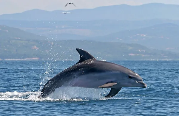 Delfini v evropskih vodah so še vedno izpostavljeni toksičnim 
spojinam, ki so v Evropi prepovedane že od 80. let prejšnjega 
stoletja.