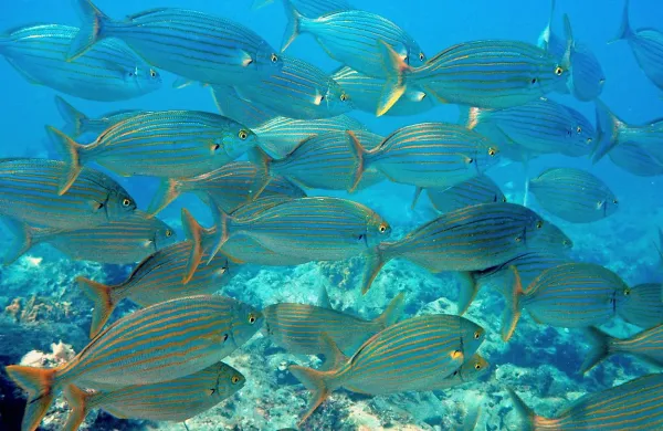 Do leta 2050 bo v oceanih več plastičnih odpadkov kot rib, če 
mednarodna skupnost ne bo sprejela drastičnih ukrepov za 
reciklažo te vrste odpadnih snovi, opozarja nova raziskava.