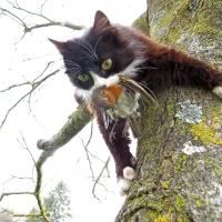 Mačke se bodo v parku lahko igrale  z lastniki in svobodno 
tekle in plezale.