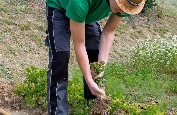 Prostovoljci bodo na Kitajskem skozi vrtnarske aktivnosti 
pomagali mladim z manj priložnostmi pri vključevanju v 
družbo. Fotografija je simbolična.