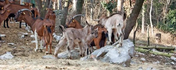 Žerjalove koze uživajo na zraku
