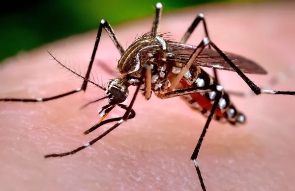 Ziko prenašajo komarji Aedes aegypti, ki širijo tudi virusa 
denge in chikungunjya.