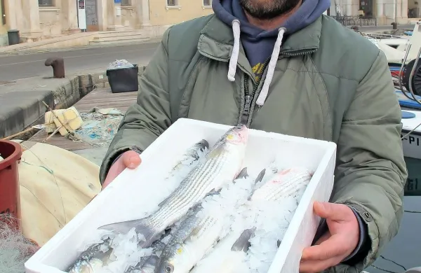 Ribič Emanuel Letica v piranskem mandraču z zabojčkom 
cipljev.