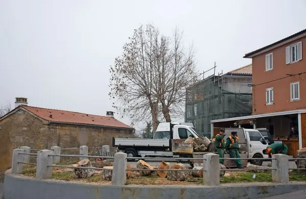 Delavci so prižgali motorne žage in požagali pet od sedmih 
mogočnih platan.