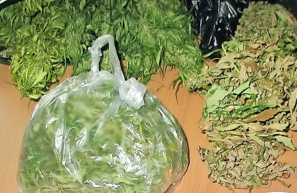 Pri Ivanu M. iz okolice Kobarida so pred slabim letom in pol 
policisti  zasegli 327,5 gramov konoplje. 