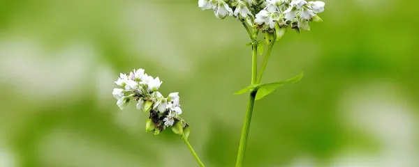 Ajda je tudi zaklad rutina, najpomembnejšega flavonoida, ki 
odločno ščiti žile.