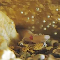 Človeška ribica je v akvariju v Postojnski jami v dveh tednih 
izlegla najmanj 45 jajčec.