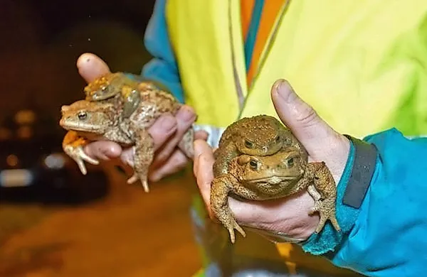 Predstavniki in prostovoljci deželnega združenja za zaščito 
mlak in mokrišč Tutori stagni zato  v tem obdobju vsak večer 
pomagajo žabam in krastačam varno prečkati cesto.