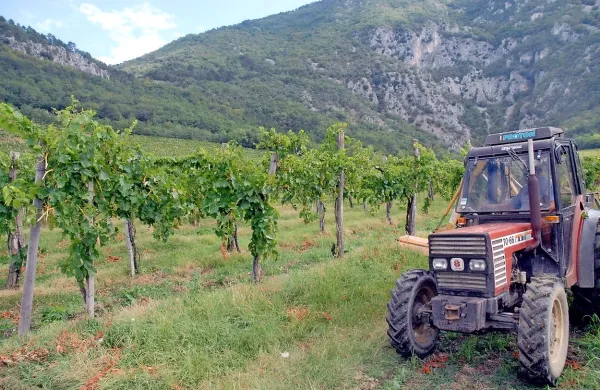 Še veliko je vinogradov in sadovnjakov v Spodnji Vipavski dolini, katerih meje se ne ujemajo 
s tistimi v zemljiški knjigi.