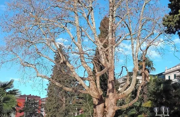 Stoletna platana, ki raste na pločniku ceste Obala v Portorožu, bo dobila boljše pogoje za rast.