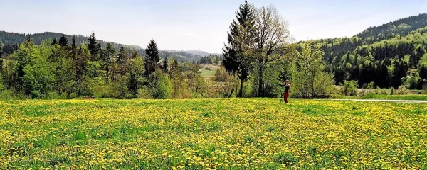 Regrat je naravno čistilo za jetra.