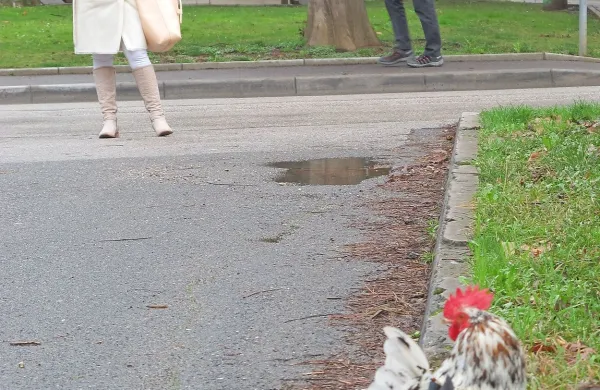 Petelin Petko in koko&scaron;ka Jožica vztrajata na Kidričevi (foto + video)
