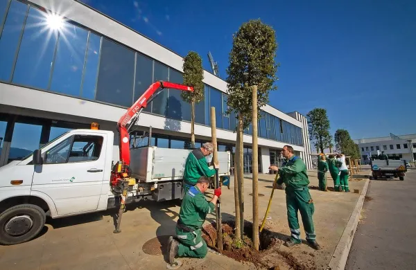 Črni hrasti namesto palm ob stadionu